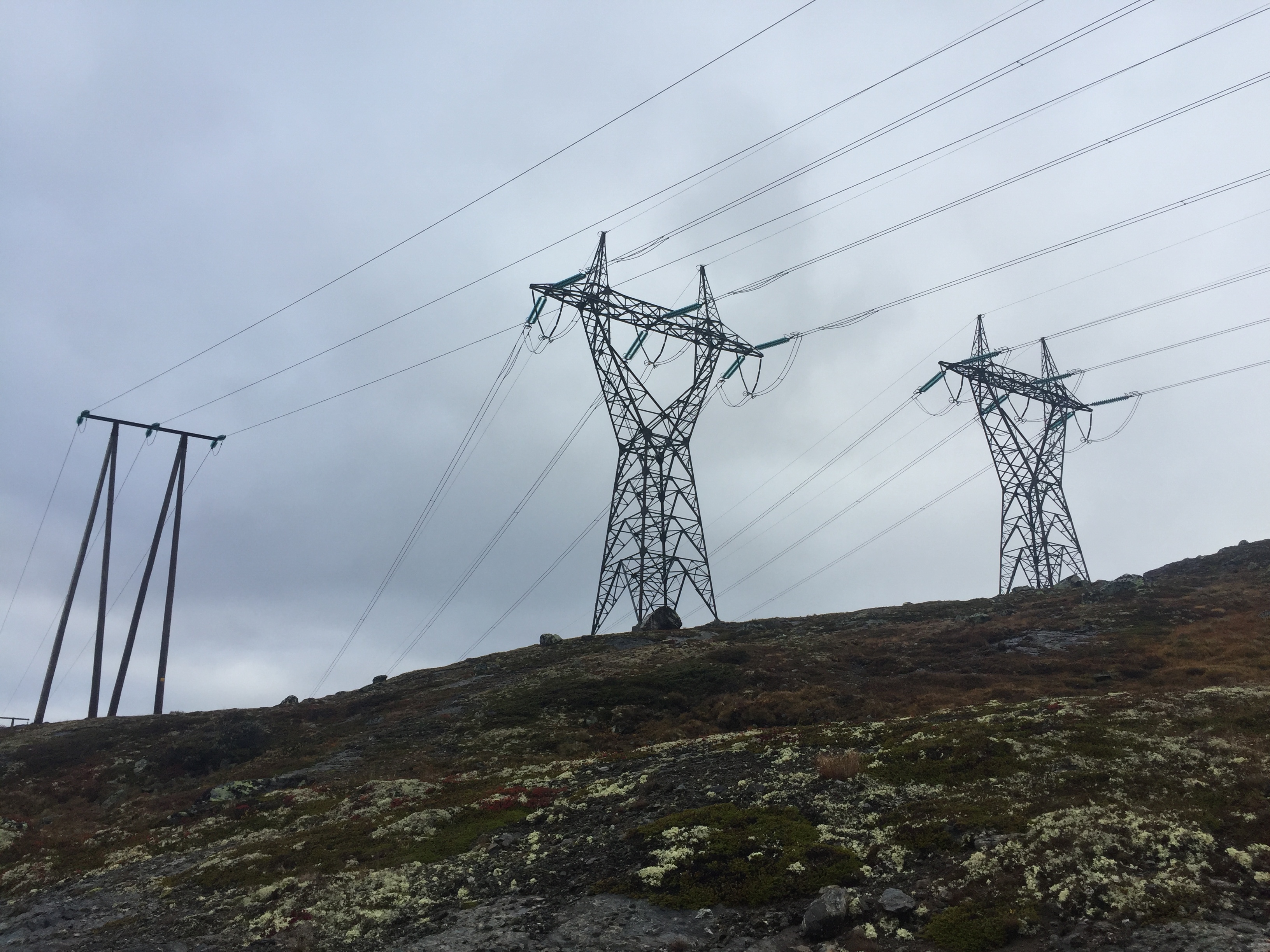 Distribusjon og transmisjon natur 02.JPG