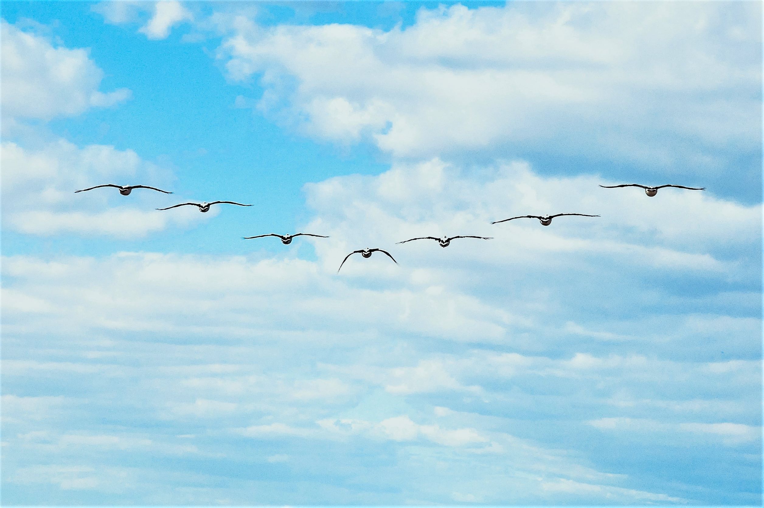 Fugler I V Formasjon Foto Natalie Parham Unsplash For Nett